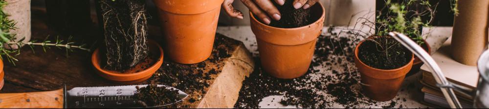 Planting Herbs in Terracotta pots