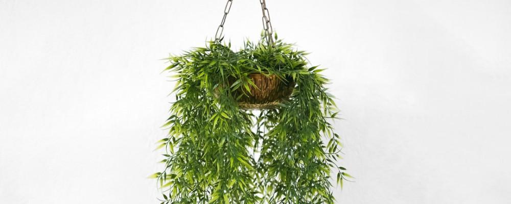 hanging Plant