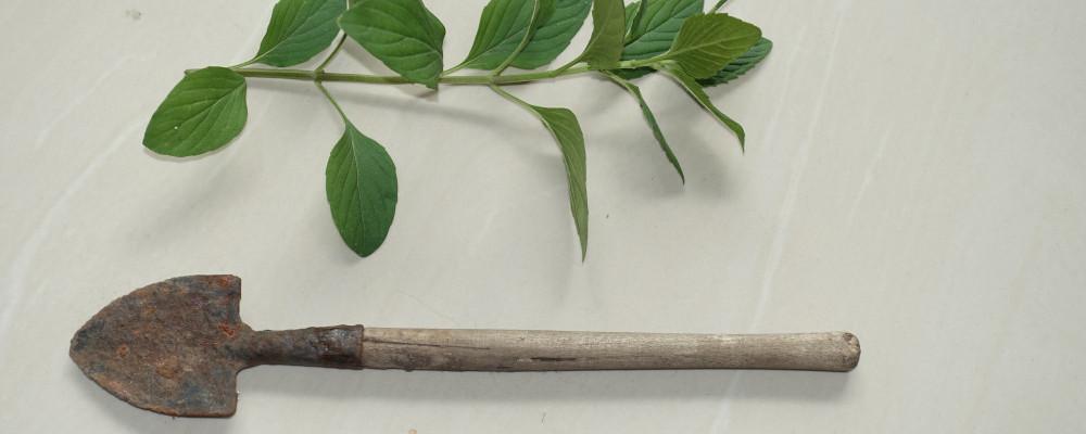 miniature shovel under herb sprig