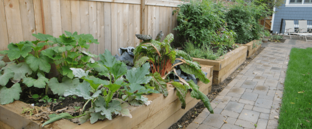 Raised vegetable garden
