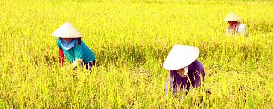 Vietnamese farmers