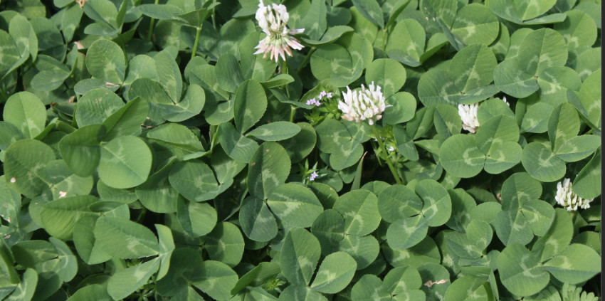 clover with a few flowers